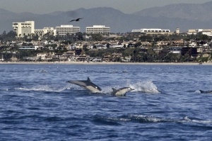 spelende dolfijnen voor de kust | Newport Beach